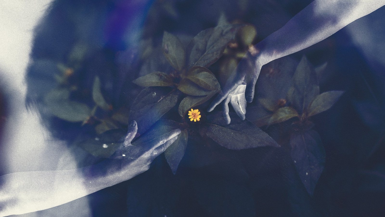 A hand holding a small yellow flower over dark leaves